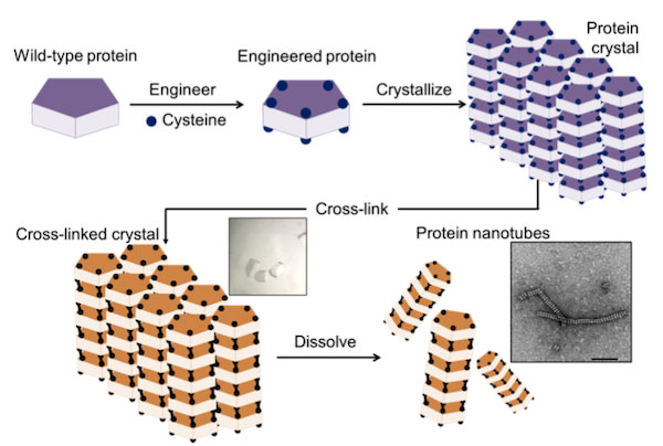 Figure 2. Construction of nanotubes from protein crystals