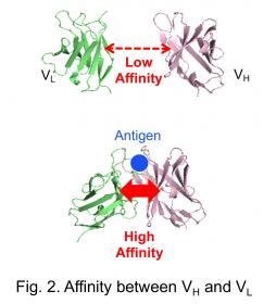 Fig.2.Affinity between VH and VL