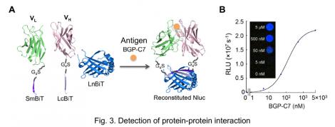 Fig.3. Detection of protein-ptotein interaction