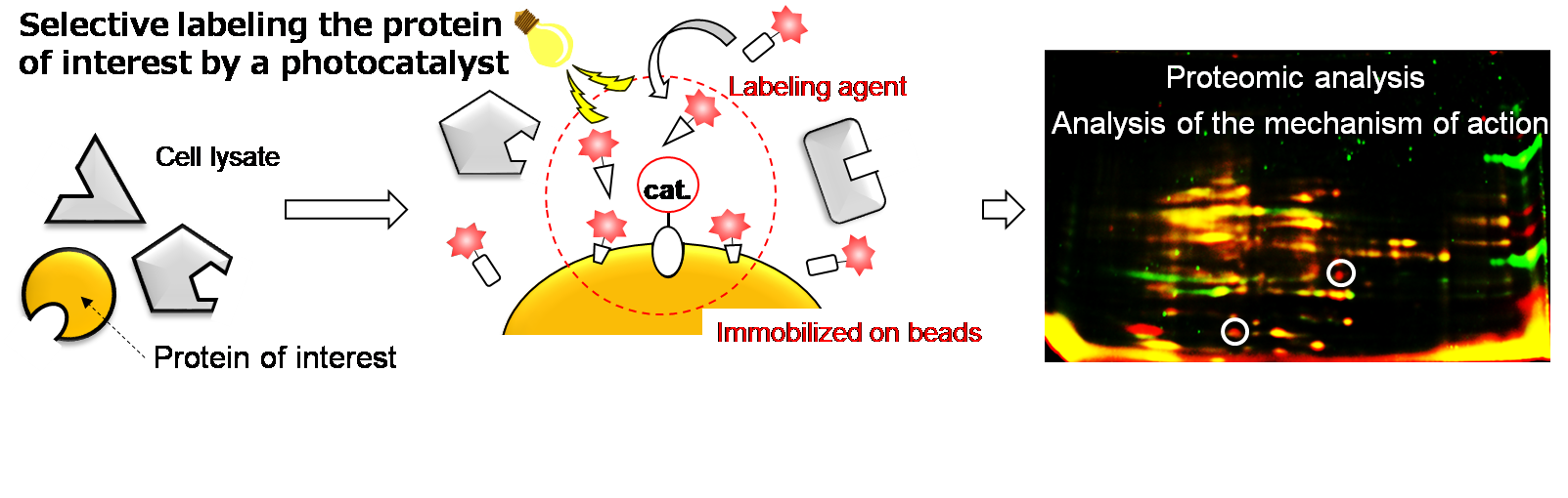 Selective protein labeling using a photoredox catalyst.