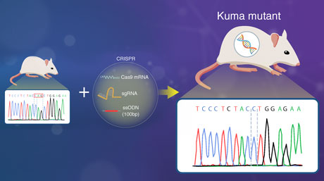 Move over Akita: Introducing 'Kuma Mutant' Mice for Islet Transplantation Research
