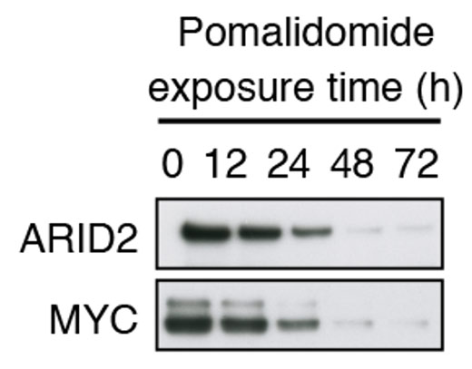 Figure 1. Effects of pomalidomide treatment on ARID2 and MYC levels