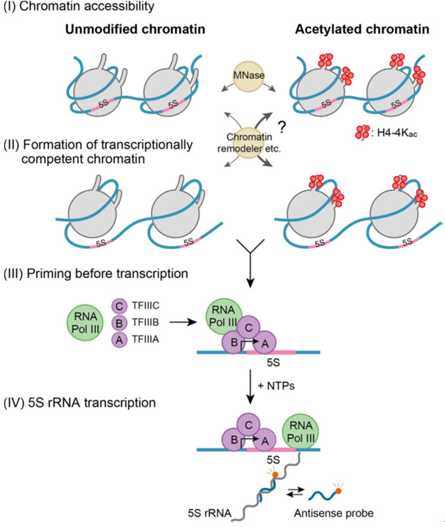 Figure 1. Transcription stages at the chromatin level