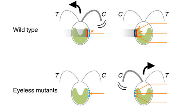 Illustration showing movements in opposite directions triggered by the relative orientation of the light source, eyespot pigments, and photoreceptors.