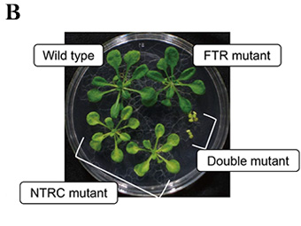 B. Phenotypic effects of mutating FTR/Trx only, NTRC only, or FTR/Trx and NTRC. Absence of NTRC results in pale green leaves and absence of both FTR/Trx and NTRC results in stunted growth. As published in PNAS.