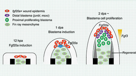 Fibroblast growth factor signaling controls fin regeneration in zebrafish