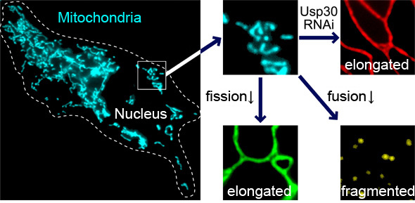 The ubiquitination and deubiquitination system in membranous cellular organelles.