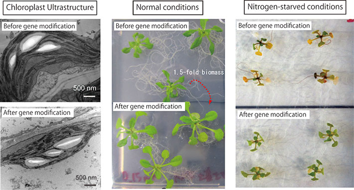 Fig. 3: The genetic-modified model-plant Arabidopsis constructed in the lab has slim chloroplasts, bigger size and starvation-resistance (Maekawa et al. 2015).