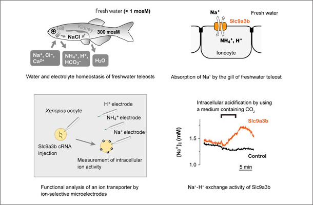 Water and electrolyte homeostasis of freshwater teleosts