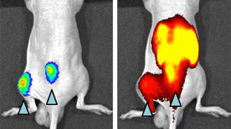 A novel non-invasive imaging probe for fast and sensitive detection of cancer