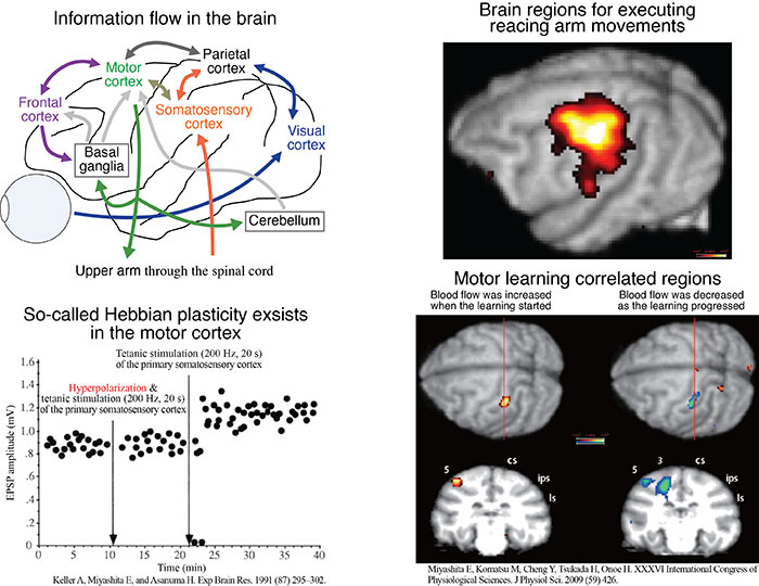 Brain regions that concern execution of arm movements and motor learning