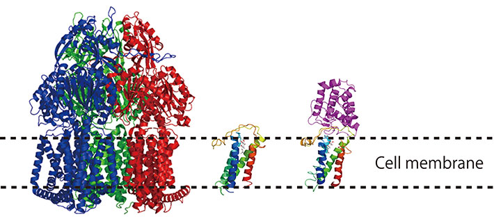 Crystal structures of membrane protein solved in our laboratory