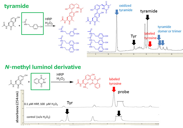 Efficiency of tyrosine modification catalyzed by HRP. Tyrosine modification of with tyramide and N-methyl luminol derivative.