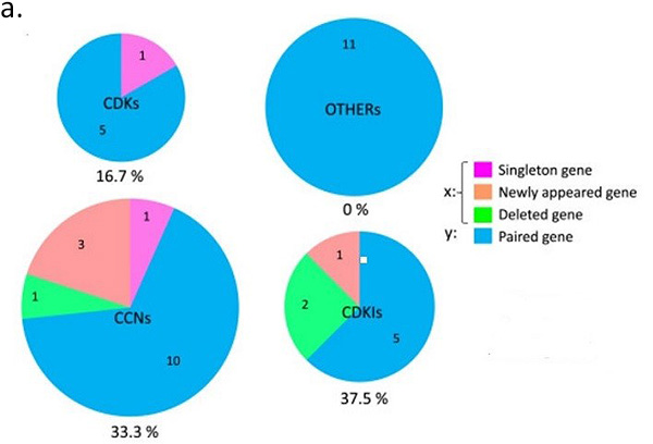 Figure a. Genes involved in the regulation of the cell cycle. The numbers of singleton, new, deleted, and paired genes and percentages of altered genes are indicated in the charts.