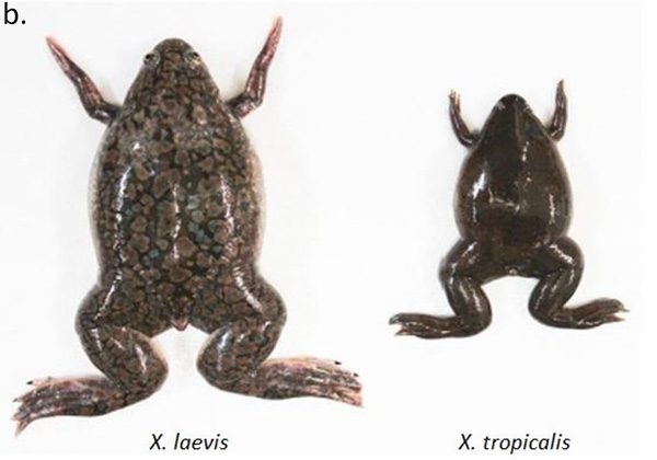Figure b. Claw frogs X. laevis and X. tropicalis have tetraploid and diploid genomes, respectively.