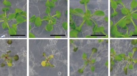 Uncovering essential enzymes for plant growth during nitrogen starvation