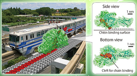 Chitinase as “burnt-bridge” Brownian monorail efficiently hydrolyzing recalcitrant biomass