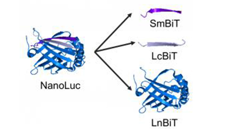 "Luminescent detection of Protein-Protein Interaction by tagging tiny peptides"