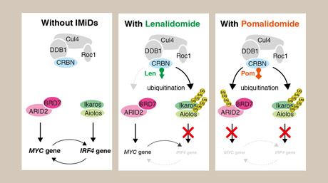 New Insights into How the Drug Pomalidomide Fights Cancer