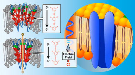 Double Delight: New Synthetic Transmembrane Ion Channel Can Be Activated in Two Ways