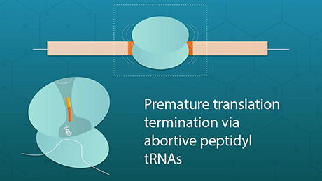 Lost in Translation: How "Risky" Amino Acids Abort Elongation in Protein Synthesis
