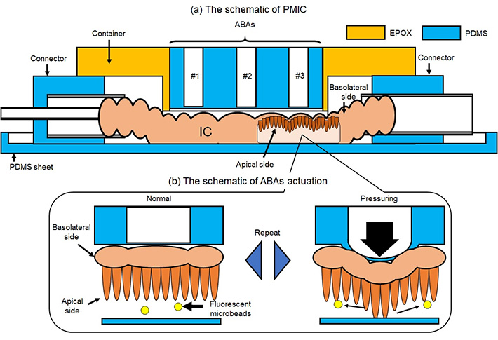 Figure 1 Design of the proposed microfluidic device for observing dynamic flows in the intestine By inflating and deflating the ABAs to deform the SI section, one can simulate the dynamic flows around the villi. At the same time, fluorescent microbeads can act as effective substitutes for gut bacteria.