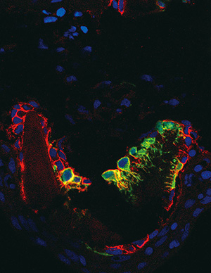 図3. ゼブラフィッシュのヒレの節のニッチにおける骨芽前駆細胞（一部を緑で標識）。骨系列細胞のマーカー（赤）、細胞核（青）。骨芽前駆細胞は、樹状突起を持つ独特な形状と骨系列細胞のマーカーを発現している