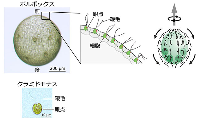 左上：ボルボックス・ルーセレティの顕微鏡像と模式図。右：ボルボックスの細胞から生える鞭毛は全て後ろに向かって（やや傾いて）打つため、個体は自転しながら前進遊泳する。左下：単細胞緑藻クラミドモナスの顕微鏡像。