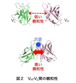 図2 VH-VL間の親和性