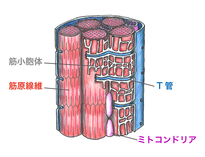 筋細胞のモデル図