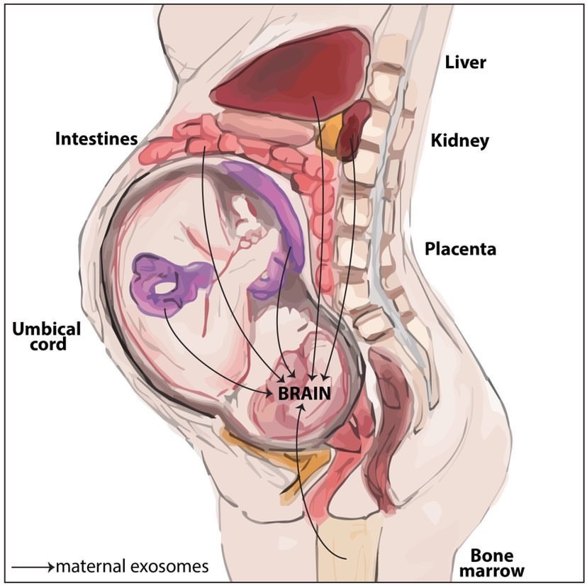 エクソソームの母胎連関・胎児発育への影響
