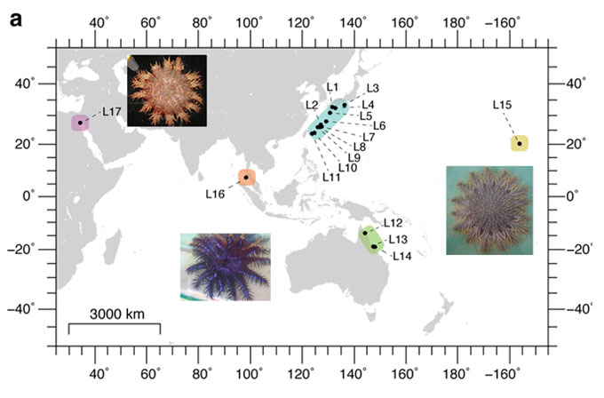 図5. 細菌が発見された紅海、インド洋北、太平洋に分布するオニヒトデ
