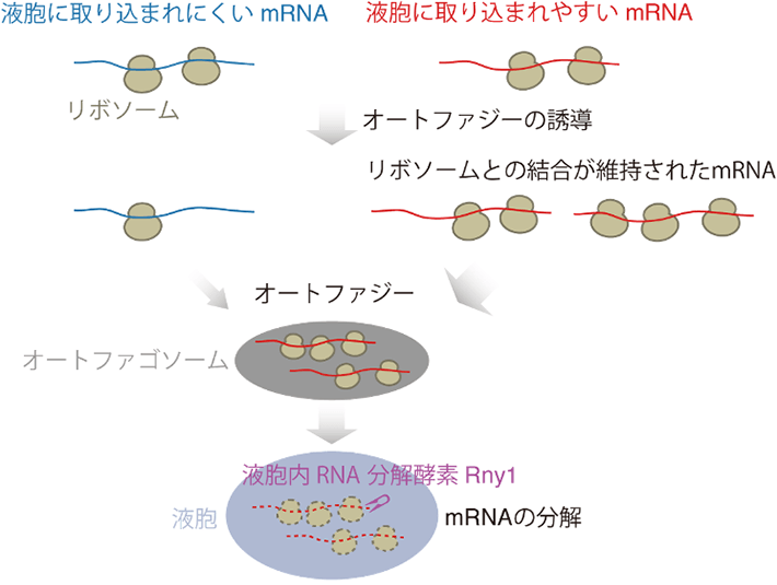 図.オートファジーによるmRNA分解の仕組み オートファジー誘導後にリボソームとの結合を維持するmRNAが選択的に分解される。