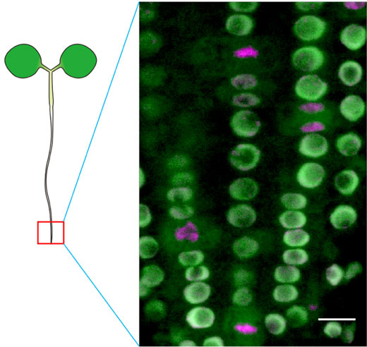 図3. RNAPIISer2Pを認識する細胞内抗体プローブを発現した植物の根のライブイメージング