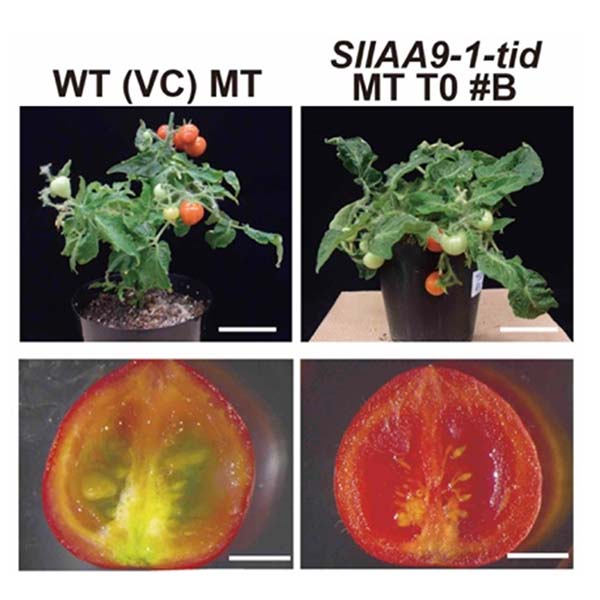 Fig. 2. Generation of  the SlIAA9 tomato mutant by genome editing.
Genome editing targeting the tomato IAA9 gene to produce mutants that exhibit parthenocarpy (a trait that allows fruit set without artificial pollination) 
(from Osakabe et al., 2020, Comm. Biol.).