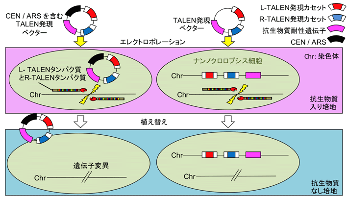 図1. CEN/ARSを含むTALEN発現ベクターによるゲノム編集とその後の脱落
