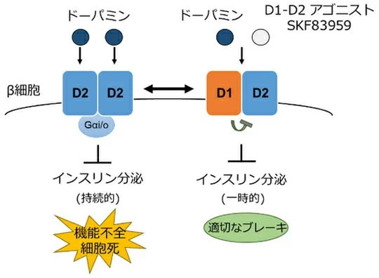 図6. D1-D2ヘテロ多量体によるβ細胞の機能調節機構