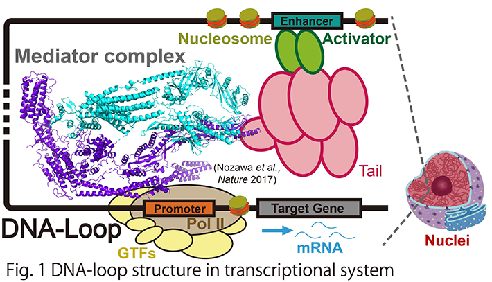 Fig.1 DNA-loop structure in transcriptional system