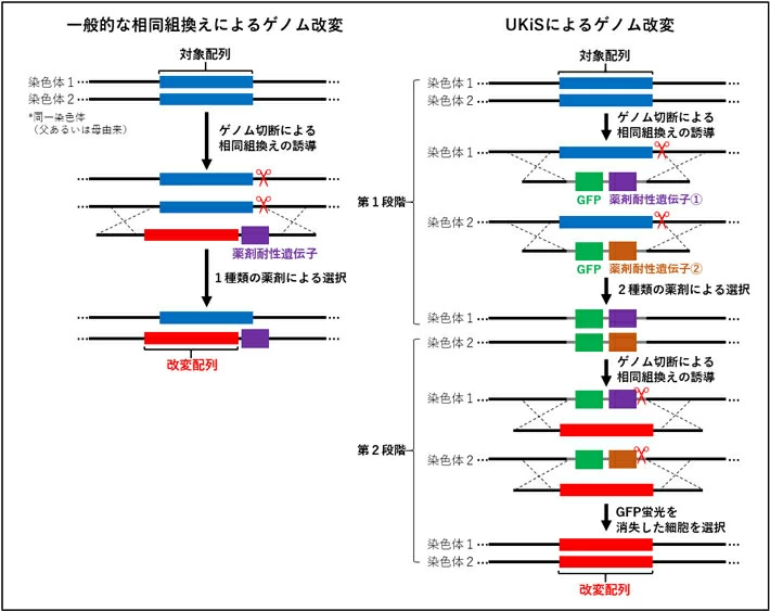 図1. 従来の相同組換えによるゲノム改変法とUKiSの比較