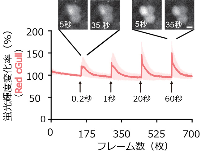 図3 Red cGullと光遺伝学ツールの併用 GLUTag細胞に、Red cGullと光活性型可溶性グアニル酸シクラーゼ（青色光を照射するとcGMPを生産する光活性化タンパク質）を発現させ、青色光を照射した際のRed cGullの輝度変化率（%）。挿入画像下の時間は、青色光を照射してからの経過時間を示す。（Development of a red fluorescent protein-based cGMP indicator applicable for live-cell imaging Takizawa et al., Communications Biology, 2022より一部改変）
