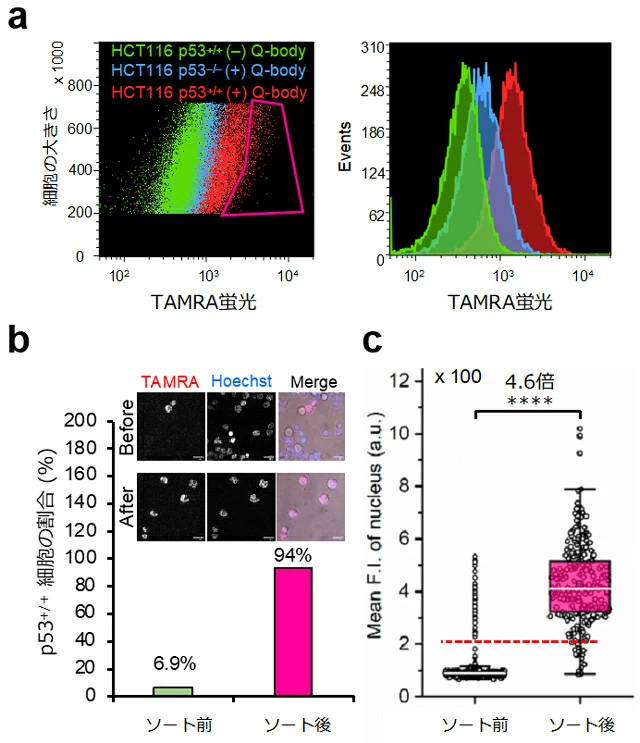 p53 Intra Q-bodyを用いたHCT116細胞のセルソーターを用いた分取。（a）Intra Q-bodyを添加しない細胞（緑）、Intra Q-bodyを添加したが抗原を発現しない細胞（青）と抗原発現細胞（赤）の集団のTAMRA蛍光のヒストグラム。赤枠部分の細胞を分取した。（b）分取前後のp53陽性細胞集団の割合。（c）分取前後の細胞核のTAMRA蛍光強度の分布を示すボックスプロット。