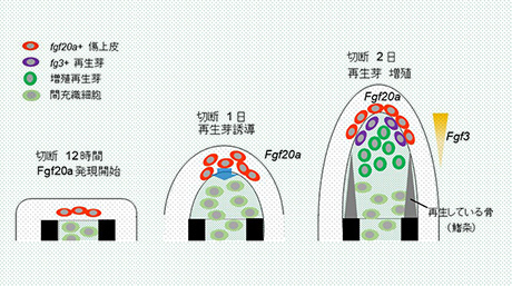 組織の再生における線維芽細胞増殖因子（Fgf）シグナルの働きを解明