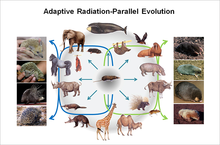 Adaptive Radiation-Parallel Evolution