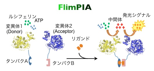 新原理のタンパク質間相互作用検出系FlimPIAの動作原理