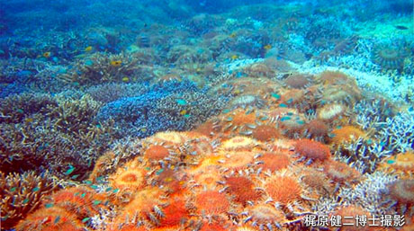 サンゴの天敵・オニヒトデの体表を覆う未知の共在菌をインド・太平洋の広域から発見