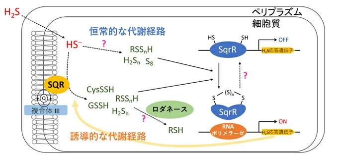 図2 SqrRによる転写制御機構における超硫黄分子代謝 細胞が外因性あるいは内因性の硫化水素（H2S/HS－）にさらされると、恒常的な代謝経路によって産生された超硫黄分子（RSSnH、H2Sn、S8など）によって、SqrRに分子内ポリスルフィド架橋構造が形成されて、硫化水素応答遺伝子に対する転写抑制活性が抑制される。その結果、硫化水素酸化酵素SQRやロダネースなどの超硫黄分子代謝酵素の発現が誘導される。SQRは誘導的な代謝経路として超硫黄分子の産生を行い、SqrRのテトラスルフィド架橋構造を維持するための超硫黄分子を供給することで、硫化水素応答遺伝子の発現促進を持続する。一方で、反応性の高い超硫黄分子の高蓄積を避けるために、ロダネースなどの硫黄転移酵素によって超硫黄分子は還元される。これにより、細胞内の超硫黄分子濃度が低下し、SqrRによる転写抑制状態が回復する。