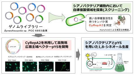 光合成微生物シアノバクテリアにおける広宿主ベクターの開発とその利用