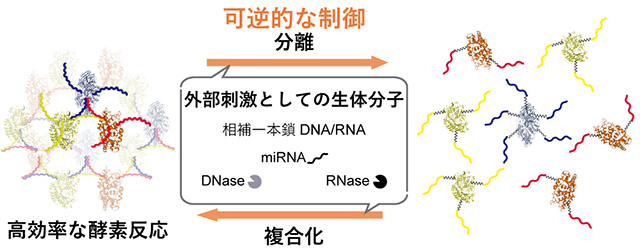 図1 DNAを介した酵素の可逆的な近接・分離制御 