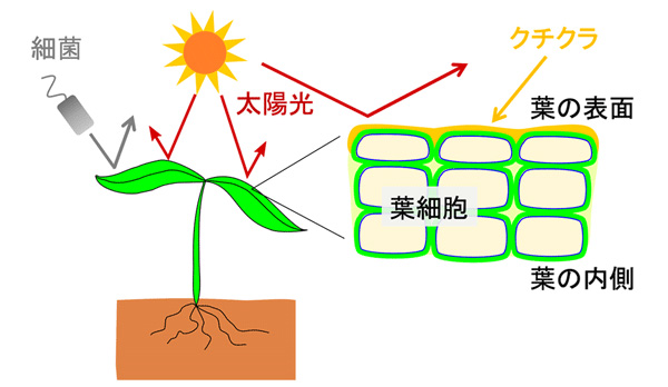 図1. 植物のクチクラには、太陽光や細菌などから植物の体を守る働きがある。