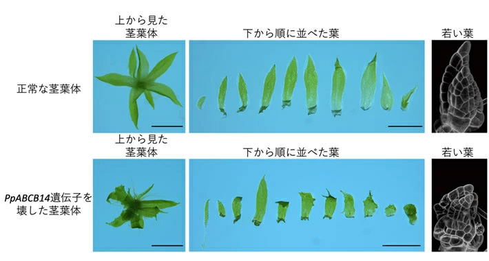 図2.正常なヒメツリガネゴケとPpABCB14遺伝子を壊したヒメツリガネゴケの茎葉体と、下から順に並べた葉。一番右側の写真は、蛍光試薬で細胞壁を染色したときの若い葉の蛍光像。蛍光試薬により、細胞の形が見えるようになっている。